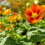 Combatti gli afidi: scopri questa trappola naturale per le tue giovani piante