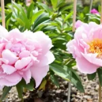 Trucchi da professionisti per peonie sempre impeccabili